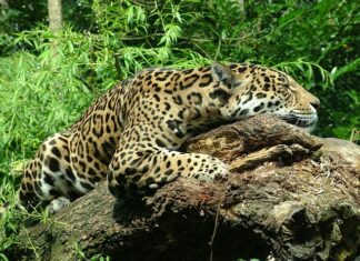 Jakiego Jaguara kupić?