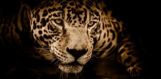 Ile kosztuje Jaguar Espace?