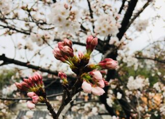 Dlaczego pasek wielorowkowy piszczy?