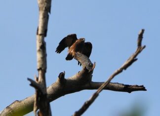 Ile się ładuje Audi e-tron?