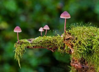 Jaka gąbka do mycia samochodu? Jaka gąbka do mycia samochodu?