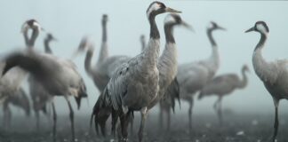 Ile może podnieść żuraw?