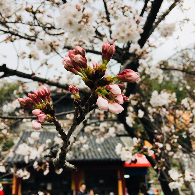 Co oznacza jak piszczy lampka od gazu w samochodzie? Co oznacza jak piszczy lampka od gazu w samochodzie?