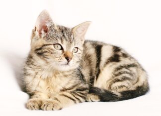 Czy da się jechać bez paska klinowego?