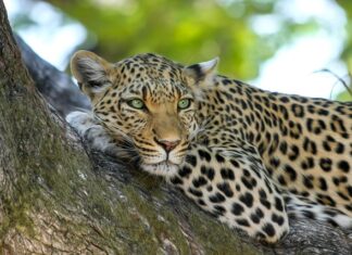 Jaka jest różnica między lampartem a Jaguarem?