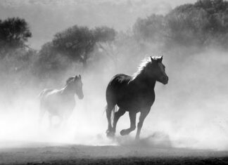 Kiedy palić biała świece?