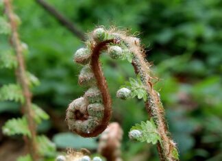 Jak wyprostować filc? Jak wyprostować filc?