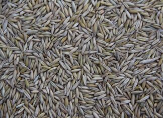 Kto produkuje filtry Mann?