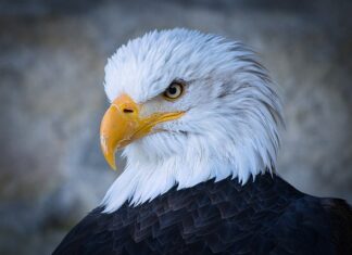 Ile pali Nowy Raptor? Ile pali Nowy Raptor?