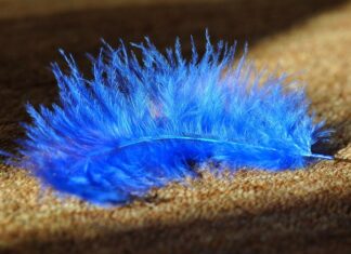 Jaka wykładzina na korytarz? Jaka wykładzina na korytarz?