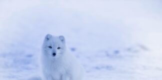 Do czego stosuje się biały smar?