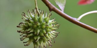 Co zrobić żeby guma była miękka?