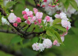 Jaka jest żywotność baterii w samochodach elektrycznych? Jaka jest żywotność baterii w samochodach elektrycznych?