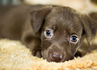 Czy pumy są szybkie? Czy pumy są szybkie?