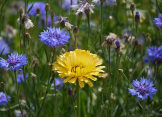 Za co odpowiada napinacz paska klinowego?
